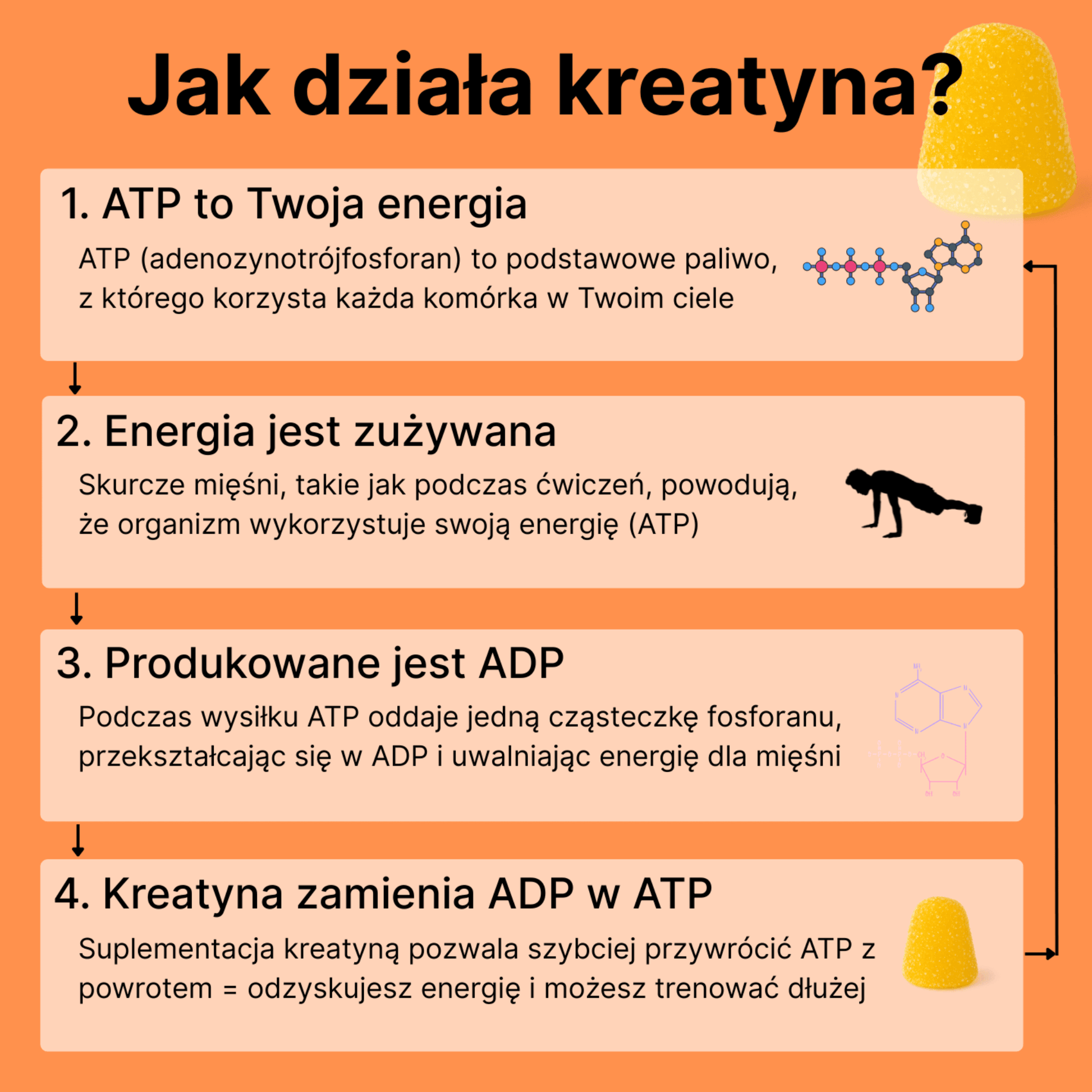 Infografika jak działa kreatyna – proces zamiany ADP w ATP podczas treningu